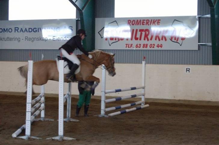 Welsh Cob (sec D) Reballe Tazet Toyboy billede 2