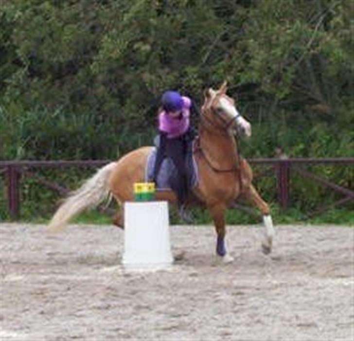 Welsh Cob (sec D) Reballe Tazet Toyboy billede 4