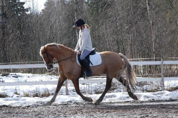 Welsh Cob (sec D) Reballe Tazet Toyboy billede 5