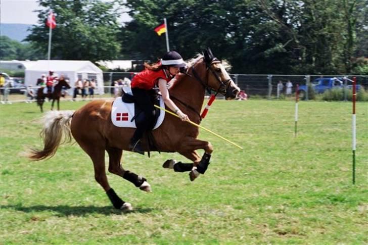 Welsh Cob (sec D) Reballe Tazet Toyboy billede 6