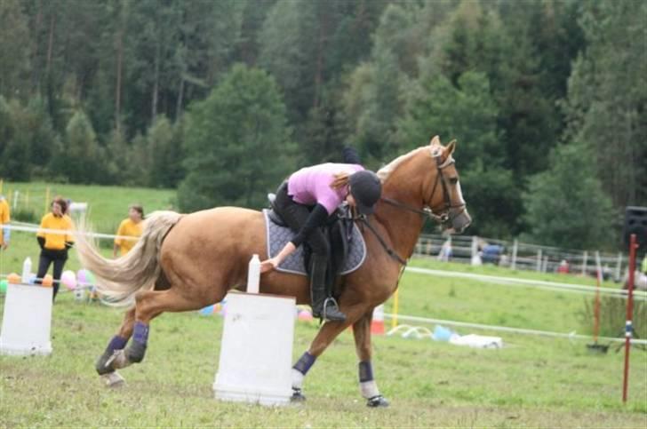 Welsh Cob (sec D) Reballe Tazet Toyboy billede 7