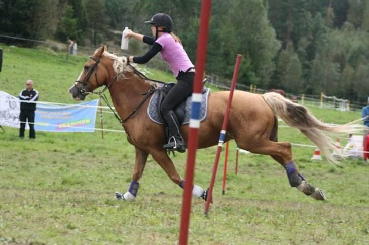 Welsh Cob (sec D) Reballe Tazet Toyboy billede 8