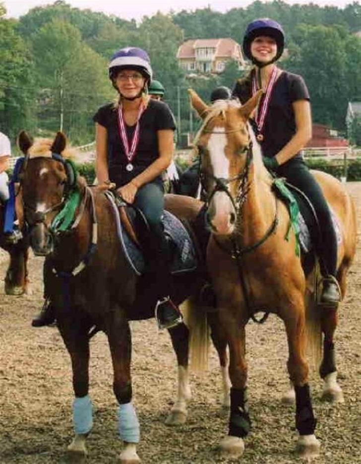 Welsh Cob (sec D) Reballe Tazet Toyboy billede 9