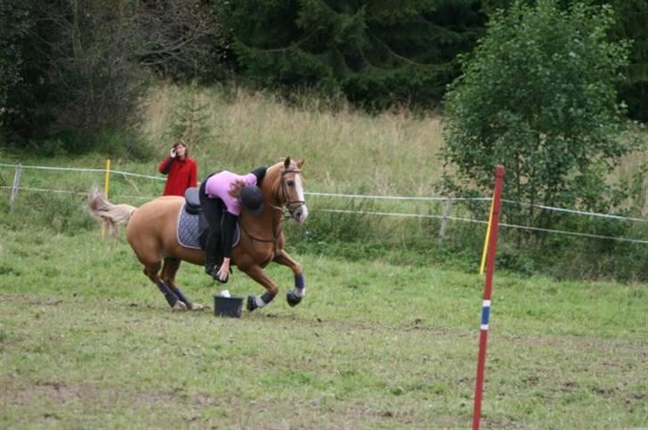 Welsh Cob (sec D) Reballe Tazet Toyboy billede 10