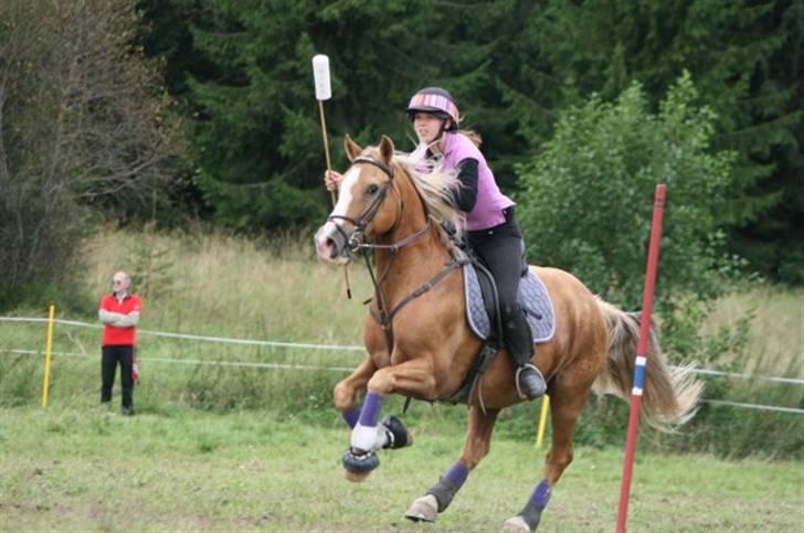 Welsh Cob (sec D) Reballe Tazet Toyboy billede 11