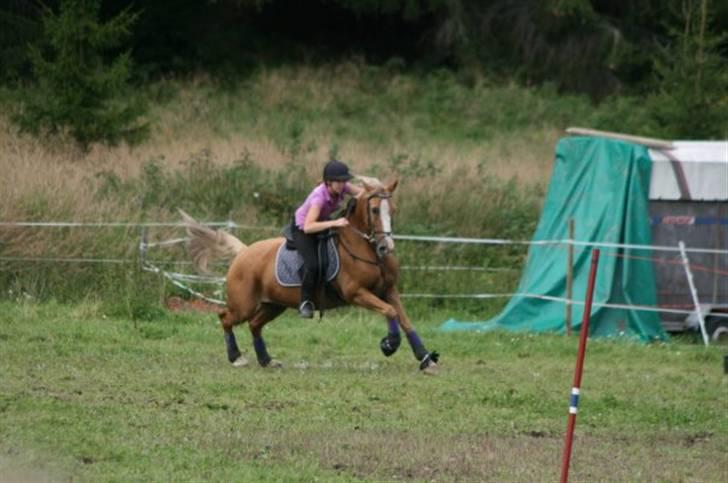 Welsh Cob (sec D) Reballe Tazet Toyboy billede 12