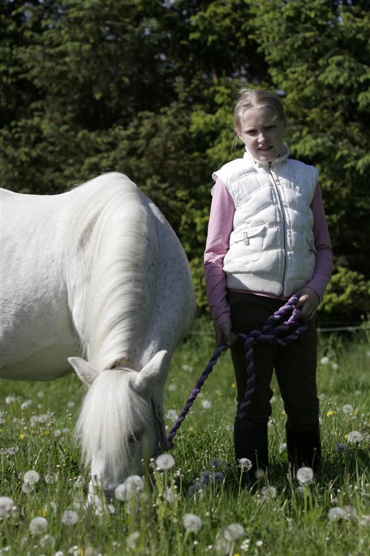 Welsh Pony (sec B) | Cindia | - Fotograf: Stine B. billede 11
