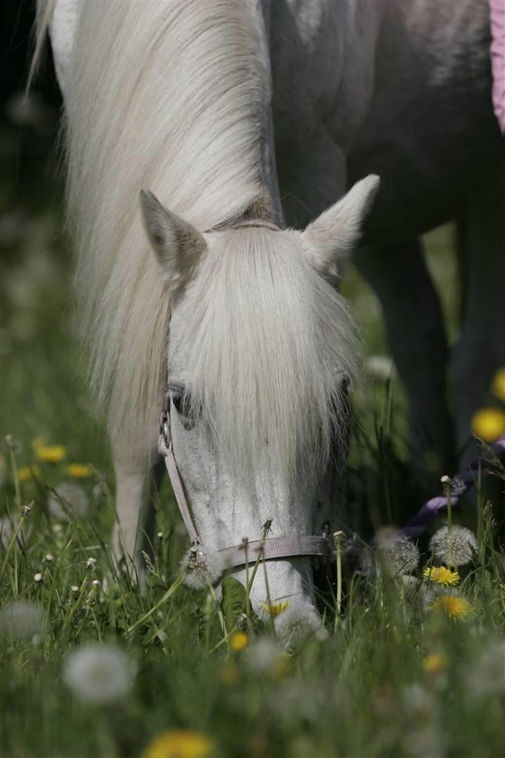 Welsh Pony (sec B) | Cindia | - Fotograf: Stine B. billede 12