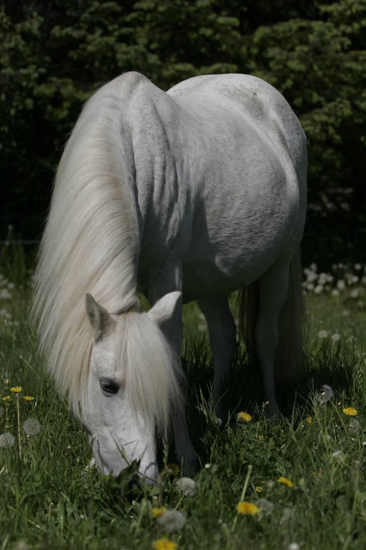 Welsh Pony (sec B) | Cindia | - Fotograf: Stine B. billede 13