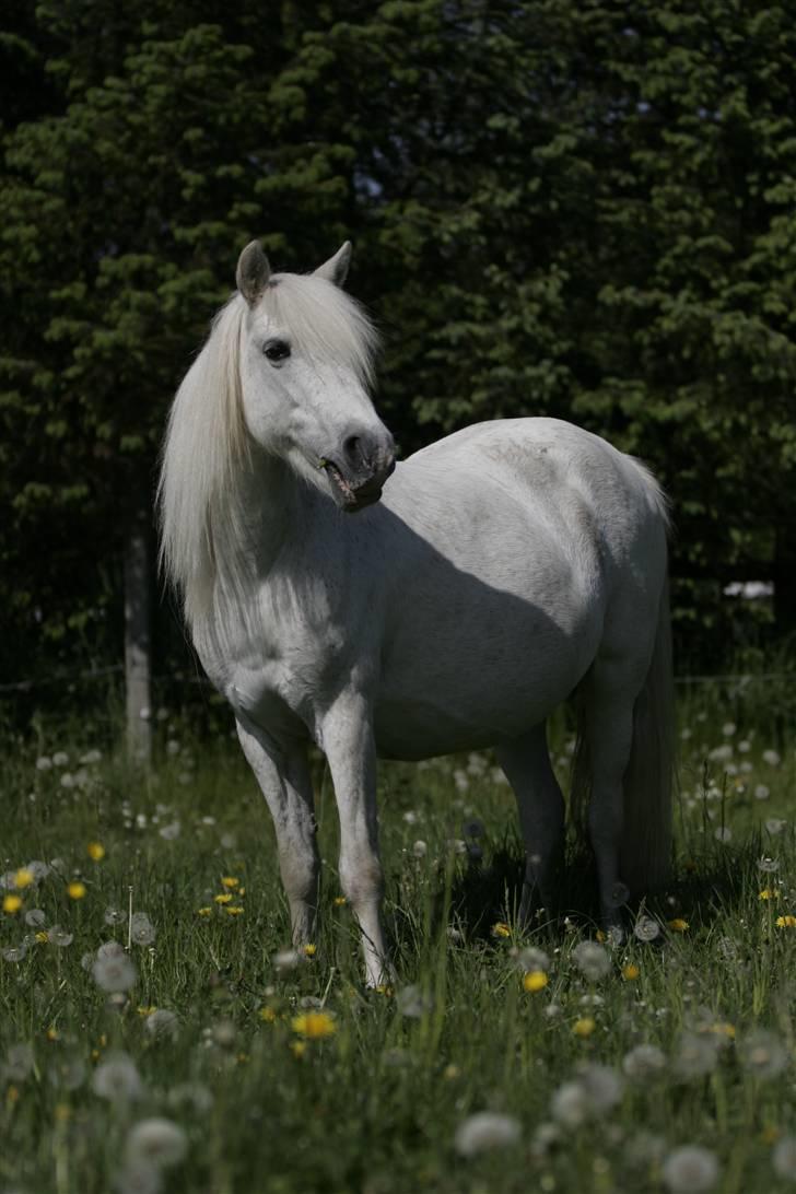 Welsh Pony (sec B) | Cindia | - Fotograf: Stine B. billede 1