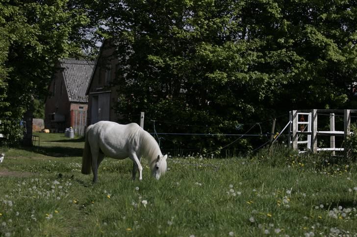 Welsh Pony (sec B) | Cindia | - Smukke Cindia + Stribe som lige ville være med på billedet (Fotograf: Stine B.) billede 14