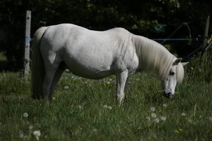Welsh Pony (sec B) | Cindia | - Fotograf: Stine B. billede 15
