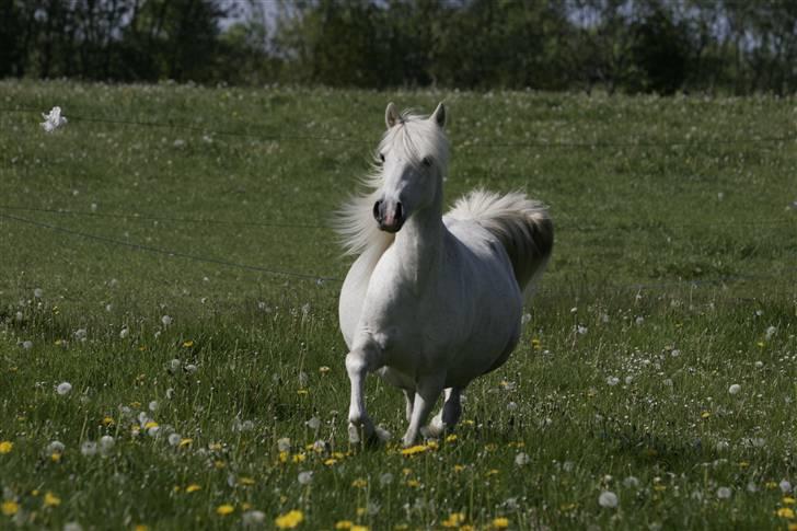 Welsh Pony (sec B) | Cindia | - Fotograf: Stine B. billede 16