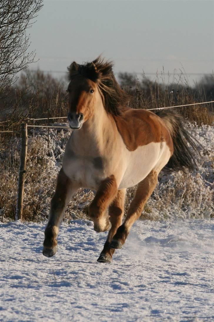 Anden særlig race Tommerups Buller SOLGT billede 10