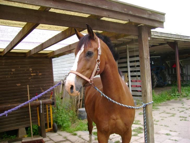 Anden særlig race Kimber - Kimber venter på at komme ud og ride . billede 7