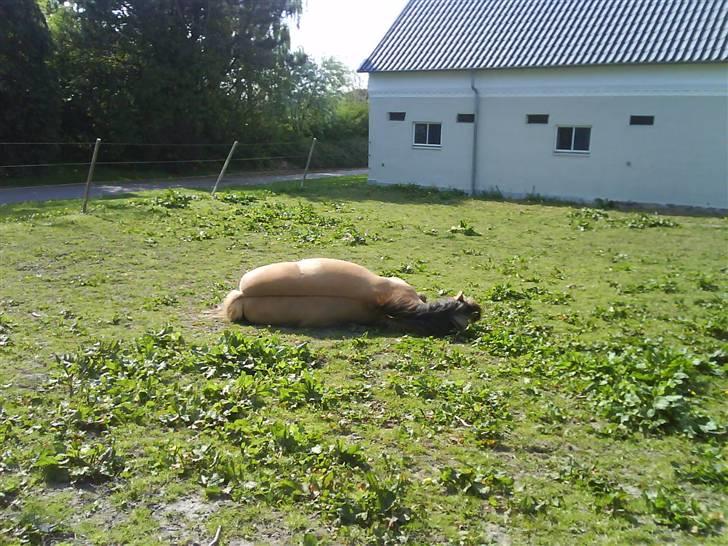 Anden særlig race Tommerups Buller SOLGT - jeg og birgitte kom ud på folden, og der lå buller. jeg troede den var ved at dø, den ikke så meget som vrikkede med et øre da vi råbte på ham, så gik jeg over og satte med ved ham og så rejste han sig og skulle kløes. puhaaa :D billede 11