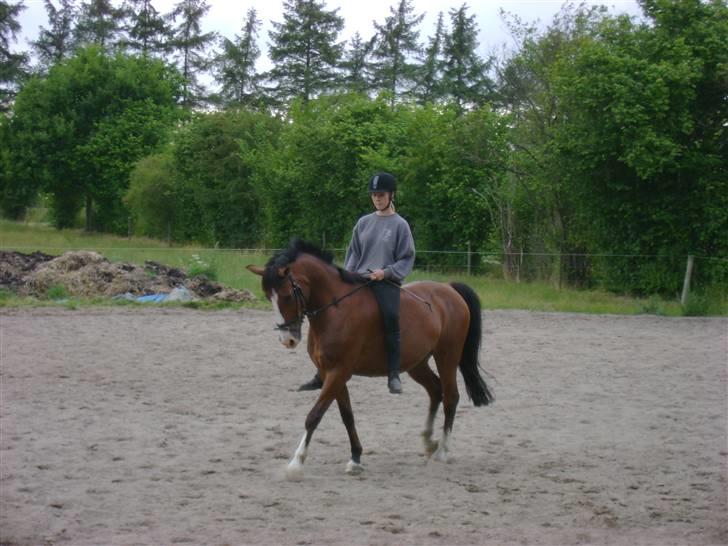 Anden særlig race Kimber - Kimber på banen med mig . billede 8