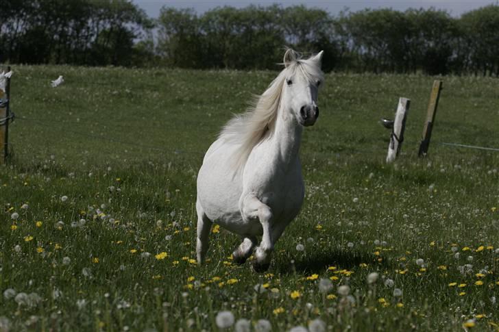 Welsh Pony (sec B) | Cindia | - Fotograf: Stine B. billede 17