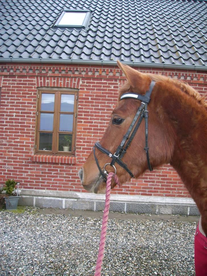 Arabisk fuldblod (OX) Midnight billede 15