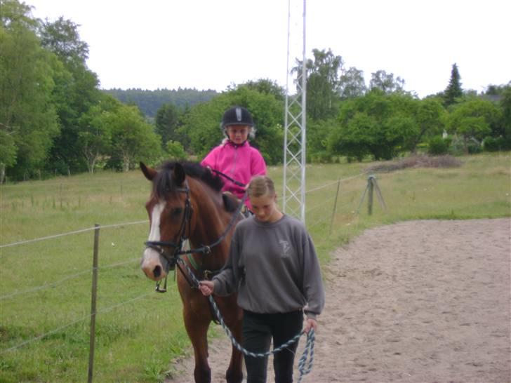 Anden særlig race Kimber - Kimber på banen med min paplillesøster . billede 9