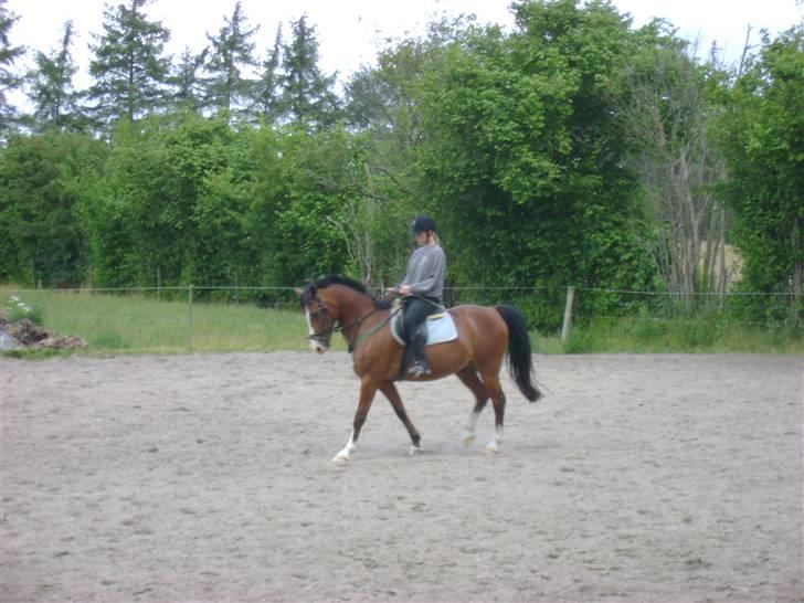 Anden særlig race Kimber - Kimber på banen med mig . billede 10