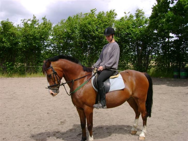 Anden særlig race Kimber - Kimber på banen med mig . billede 11