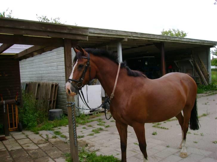 Anden særlig race Kimber - Kimber venter på at komme ud og ride . billede 13
