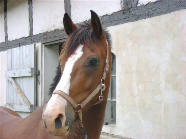 Anden særlig race Kimber - Kimber venter på at komme ud og ride . billede 14