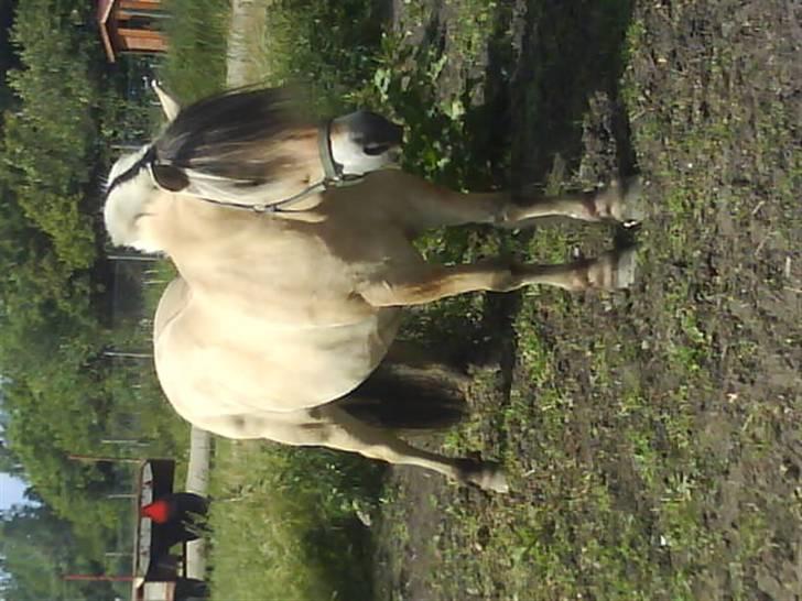 Fjordhest Bjarke FrølunDe R.I.P :'( billede 16