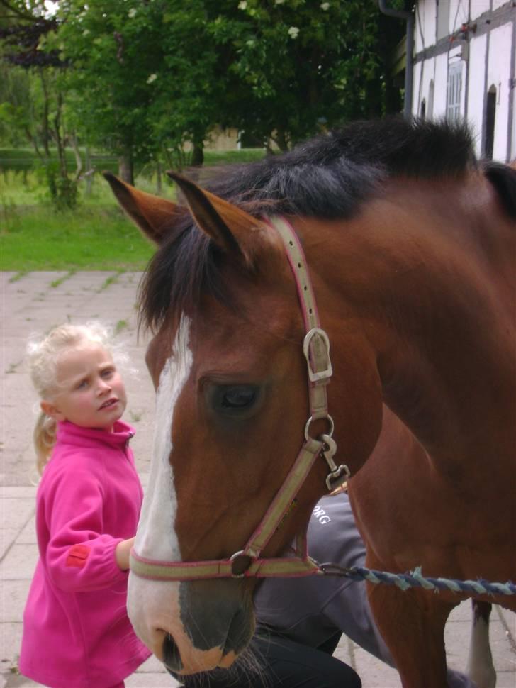 Anden særlig race Kimber - Kimber venter på at komme ud og ride . billede 15
