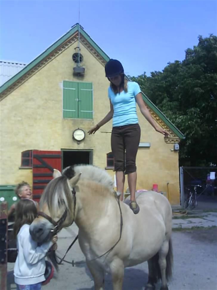 Fjordhest Bjarke FrølunDe R.I.P :'( billede 20