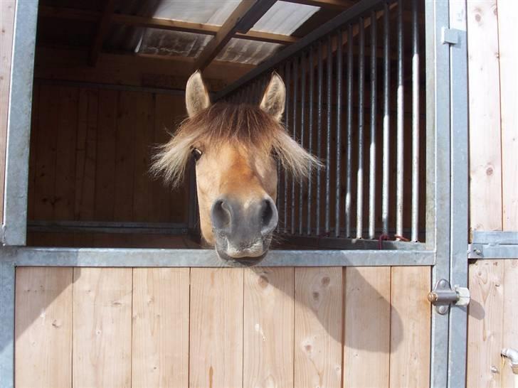 Anden særlig race Mille - B-pony - SOLGT ;/ - Den lille fede i boksen (:  billede 7