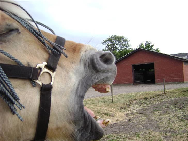 Fjordhest Rasmus    ¤død¤ - Gaab hvor er jeg træt billede 7