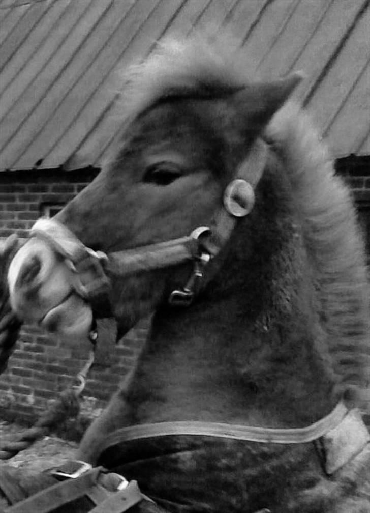 Shetlænder Knud billede 14
