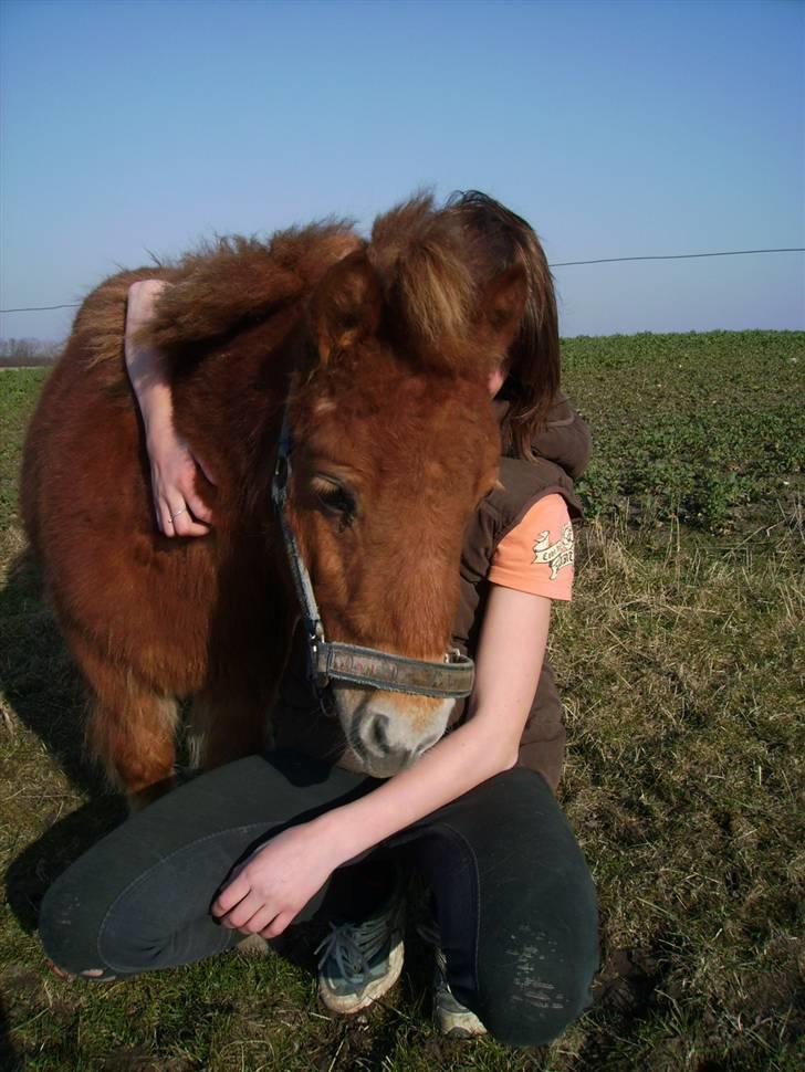 Shetlænder Knud billede 15