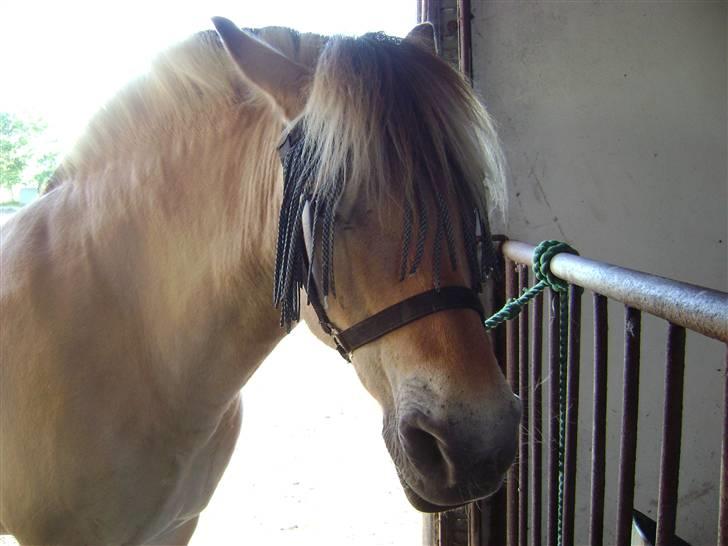 Fjordhest Rasmus    ¤død¤ - Rasmus i stalden, vi skal ud at ride billede 8
