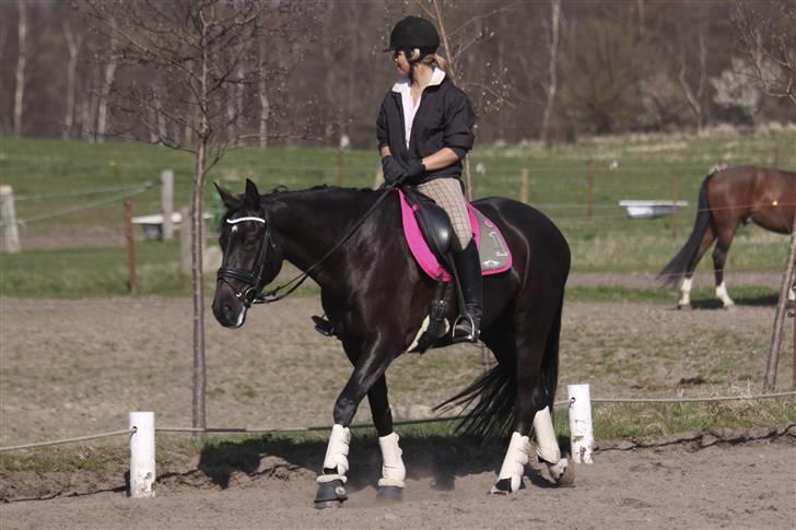 Dansk Varmblod Naia R.I.P   08-07-2010 - Naia blir hurtigt træt i den varme :b<33 billede 18