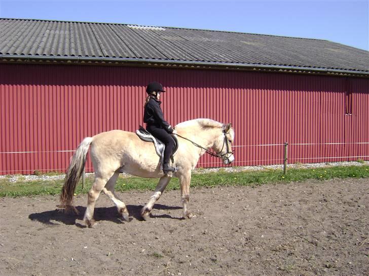 Fjordhest Rasmus    ¤død¤ - min kusine på rasmus billede 9
