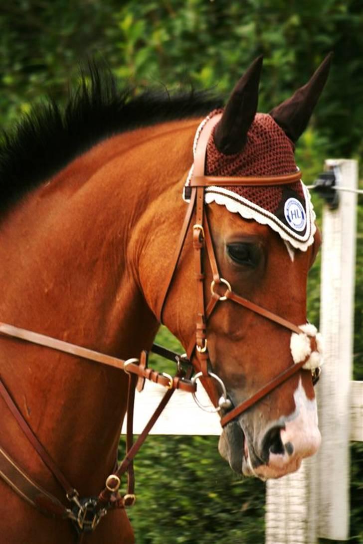 Hollandsk Varmblod Purple KWPN - Foto: Pernica Foto - spring træning af Vibeke Korup :D billede 7