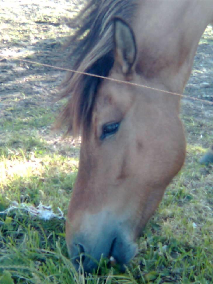 Islænder Rimfaxi billede 15