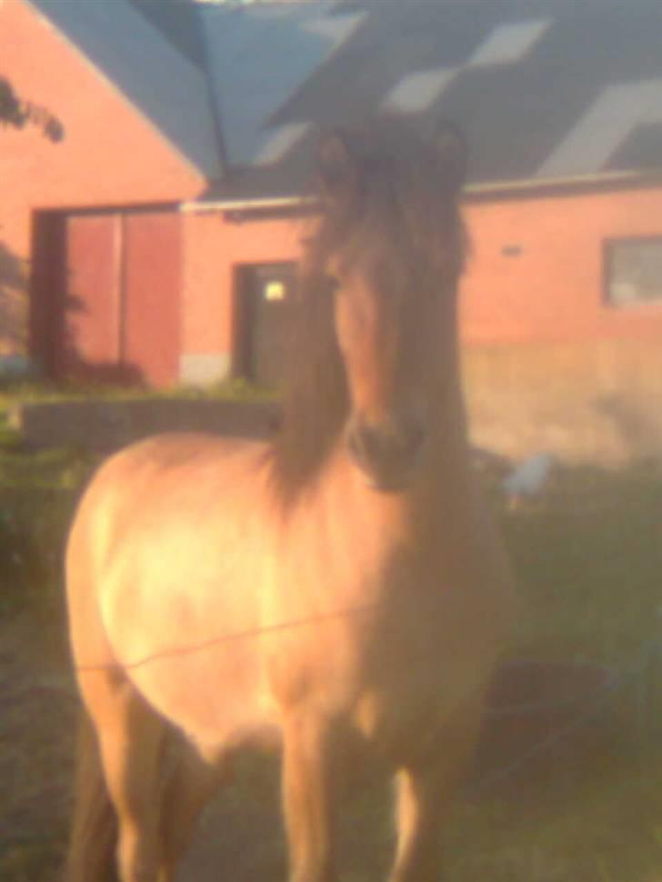 Islænder Rimfaxi billede 16