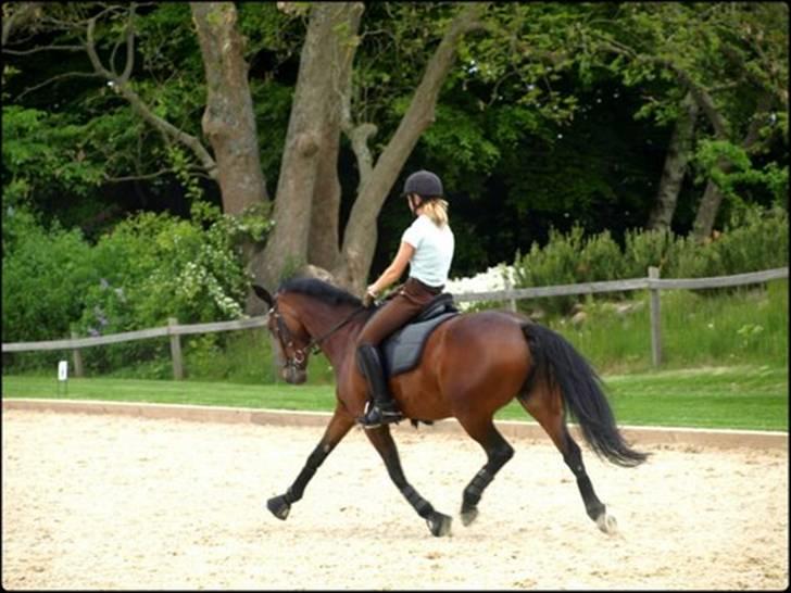 Belgisk Sportspony Kelly - Her rider Sandra S. Pedersen  billede 15