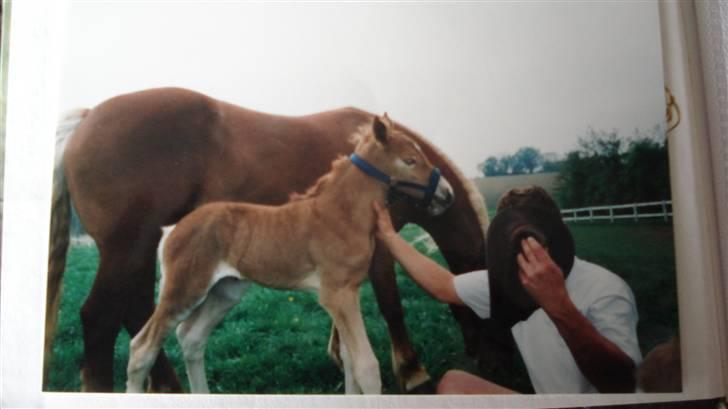 Haflinger Jhosie A Rosendal *{Himmelhest}* - Jhosie som føl billede 20