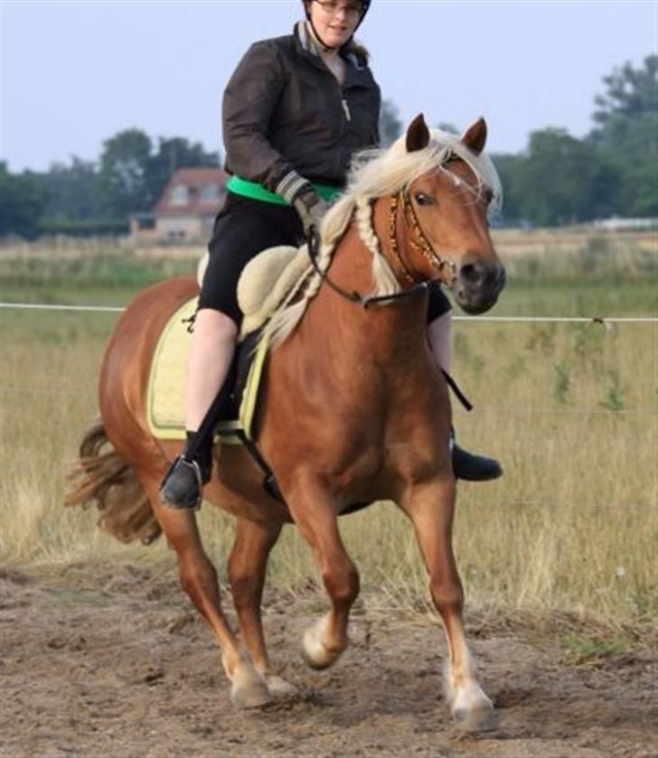 Haflinger Jhosie A Rosendal *{Himmelhest}* - Yeeeehaaaa  billede 10