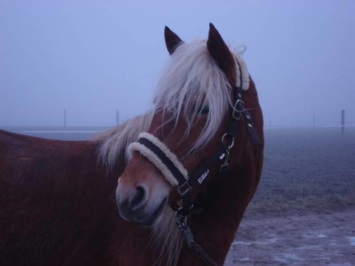 Haflinger Jhosie A Rosendal *{Himmelhest}* - En uge efter at jeg havde lånt hende :D billede 12