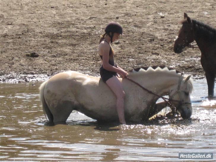 Fjordhest Hashagen's Faika - Ude og bade på mønstergårdens ridelejr :) billede 18
