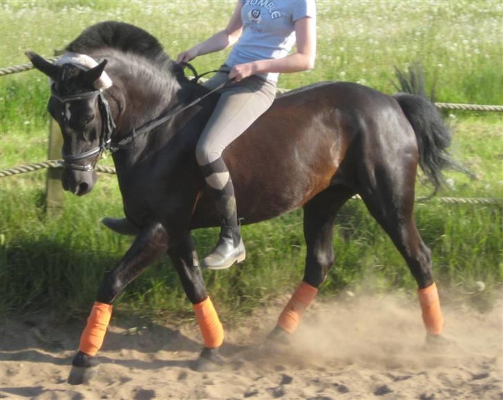 New Forest Bella - 4*  Dressur træning ude på rideskolen 2008 ;D <´33 Taget af: Rikke billede 4