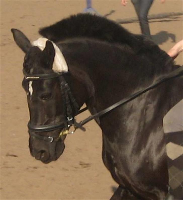 New Forest Bella - 5*  Lækre Belle i dressur :P  <33 Taget af: Rikke billede 5