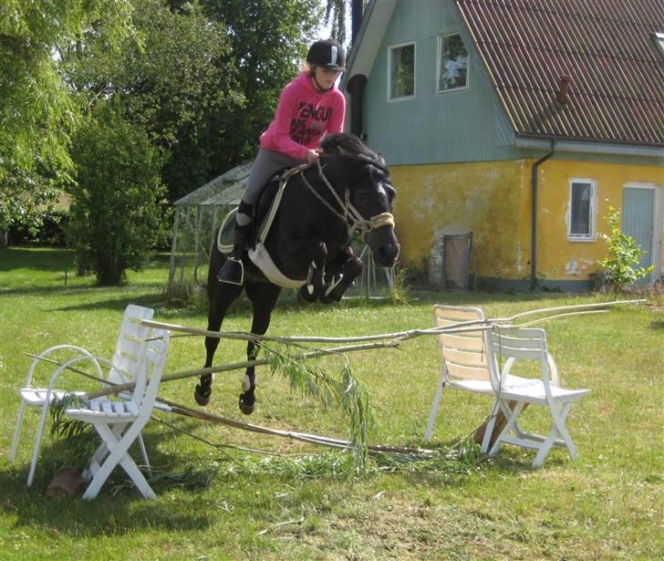 New Forest Bella - 6*  Springer "naturspring" i have :D  Taget af: Maria billede 6