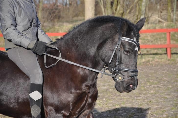 New Forest Bella - 10* (Nyt) Mig og Bella, hun var super sød :´) Nu med hænge-man :D  Marts 2009 Taget af: Rikke billede 10